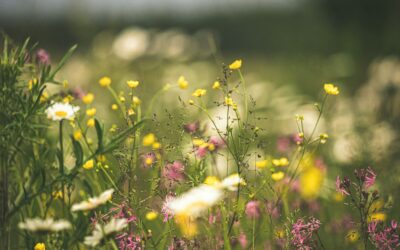 Beratung zur Biodiversitätsförderung